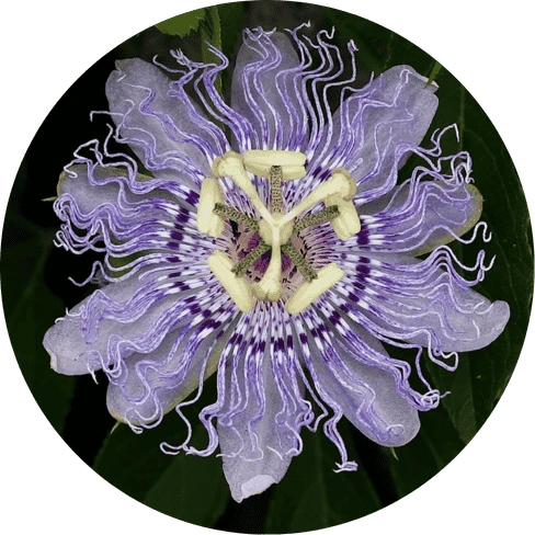 Passionflower Extract